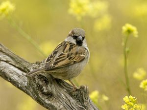 Preview wallpaper birds, sparrow, sitting, branch