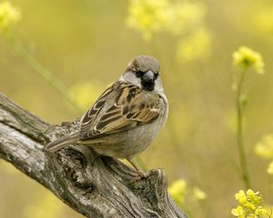 Preview wallpaper birds, sparrow, sitting, branch