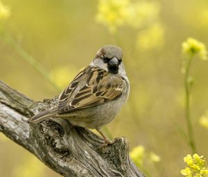 Preview wallpaper birds, sparrow, sitting, branch