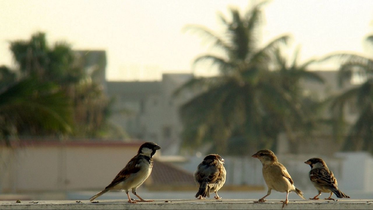 Wallpaper birds, sparrows, gang