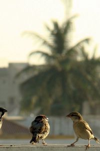 Preview wallpaper birds, sparrows, gang