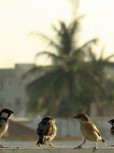 Preview wallpaper birds, sparrows, gang