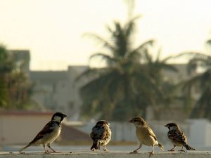 Preview wallpaper birds, sparrows, gang