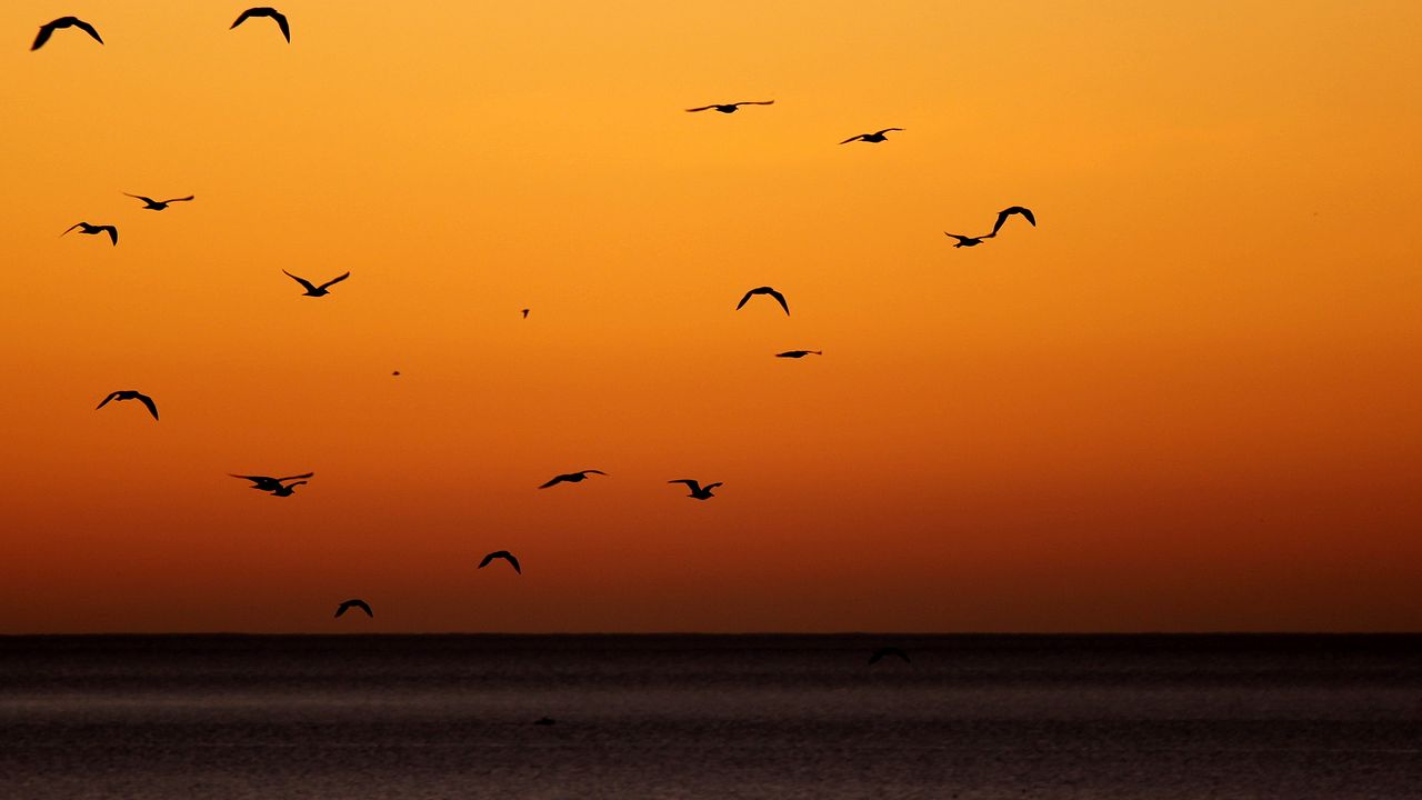 Wallpaper birds, sunset, sea, horizon