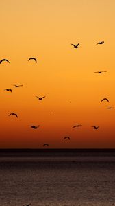 Preview wallpaper birds, sunset, sea, horizon