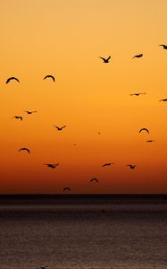 Preview wallpaper birds, sunset, sea, horizon