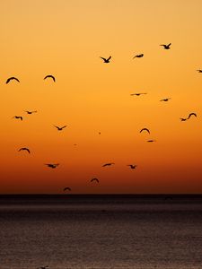 Preview wallpaper birds, sunset, sea, horizon