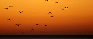 Preview wallpaper birds, sunset, sea, horizon