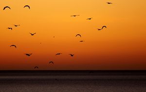 Preview wallpaper birds, sunset, sea, horizon