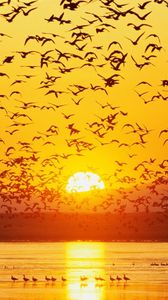 Preview wallpaper birds, sunset, sky, sea, mountains