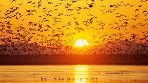 Preview wallpaper birds, sunset, sky, sea, mountains