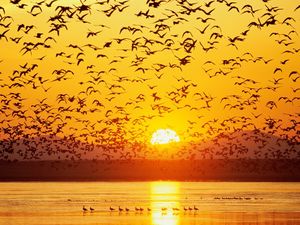 Preview wallpaper birds, sunset, sky, sea, mountains