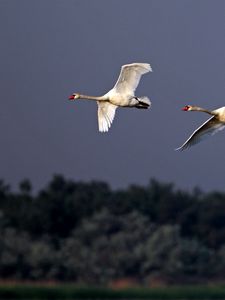 Preview wallpaper birds, swans, flying, sky, cloudy