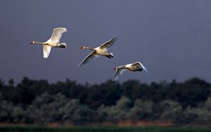 Preview wallpaper birds, swans, flying, sky, cloudy