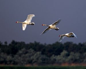 Preview wallpaper birds, swans, flying, sky, cloudy