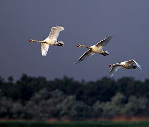 Preview wallpaper birds, swans, flying, sky, cloudy