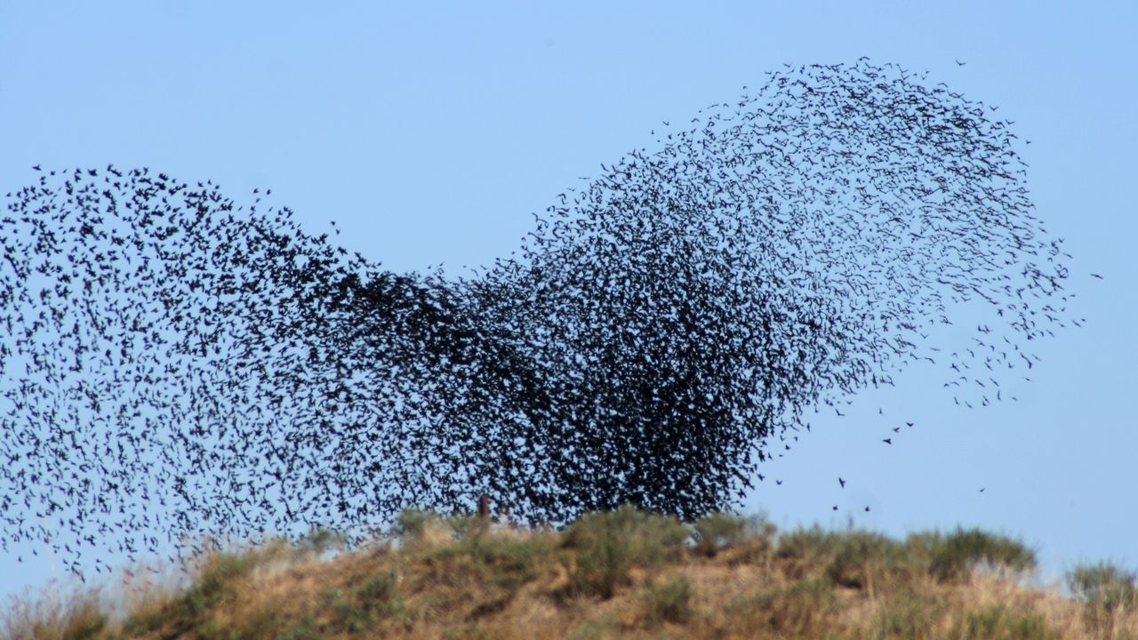 Wallpaper birds, swarm, flight, take-off