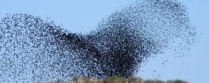 Preview wallpaper birds, swarm, flight, take-off