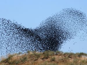 Preview wallpaper birds, swarm, flight, take-off