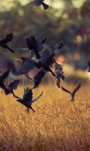 Preview wallpaper birds, take-off, crows, black, field