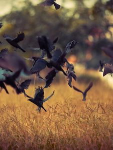 Preview wallpaper birds, take-off, crows, black, field