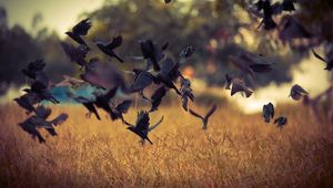 Preview wallpaper birds, take-off, crows, black, field