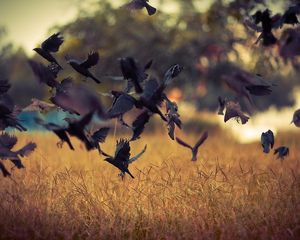 Preview wallpaper birds, take-off, crows, black, field