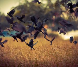 Preview wallpaper birds, take-off, crows, black, field