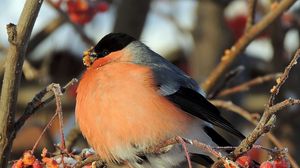 Preview wallpaper birds, thick, branches, berries