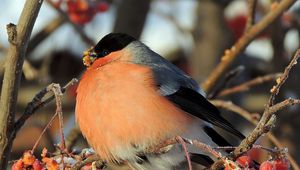 Preview wallpaper birds, thick, branches, berries