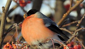 Preview wallpaper birds, thick, branches, berries