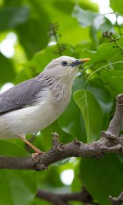 Preview wallpaper birds, trees, leaves, branches, gray