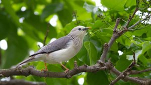 Preview wallpaper birds, trees, leaves, branches, gray