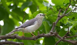 Preview wallpaper birds, trees, leaves, branches, gray