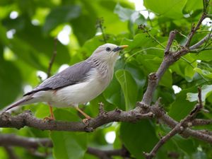 Preview wallpaper birds, trees, leaves, branches, gray