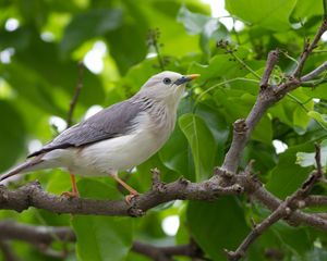 Preview wallpaper birds, trees, leaves, branches, gray