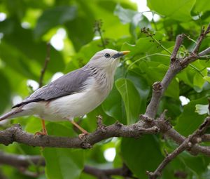 Preview wallpaper birds, trees, leaves, branches, gray