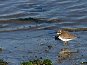 Preview wallpaper birds, water, beach