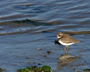 Preview wallpaper birds, water, beach