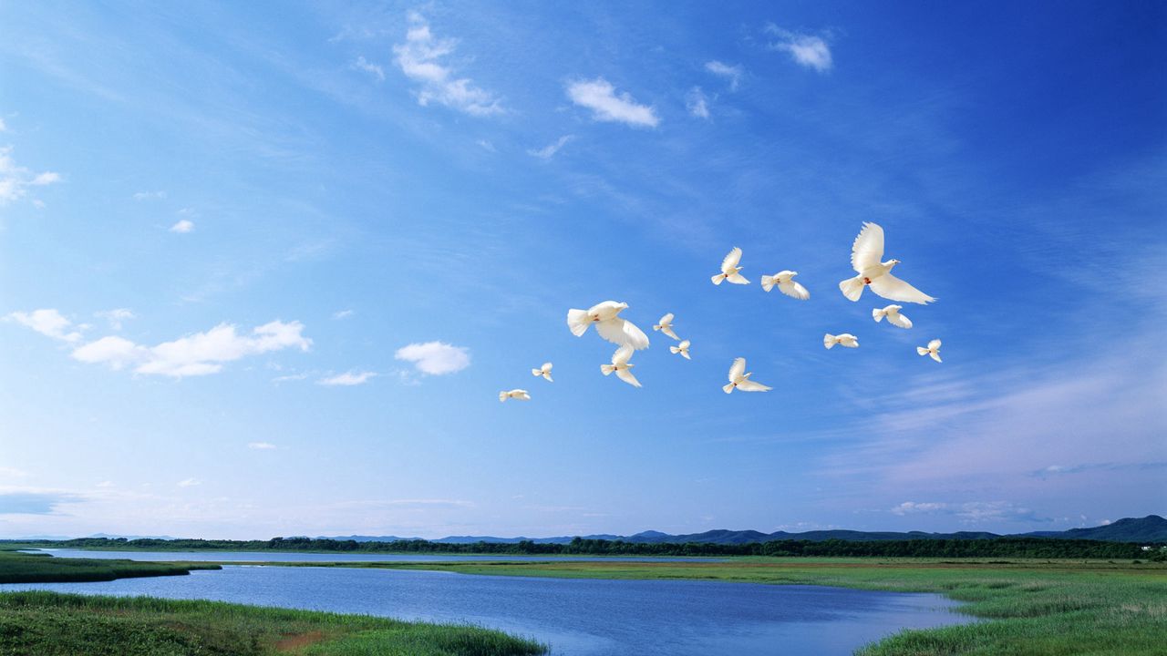 Wallpaper birds, white, flight, river, sky, light