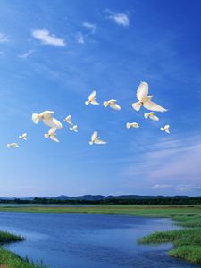 Preview wallpaper birds, white, flight, river, sky, light