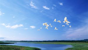 Preview wallpaper birds, white, flight, river, sky, light