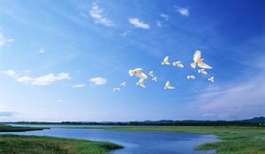 Preview wallpaper birds, white, flight, river, sky, light