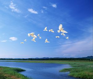 Preview wallpaper birds, white, flight, river, sky, light