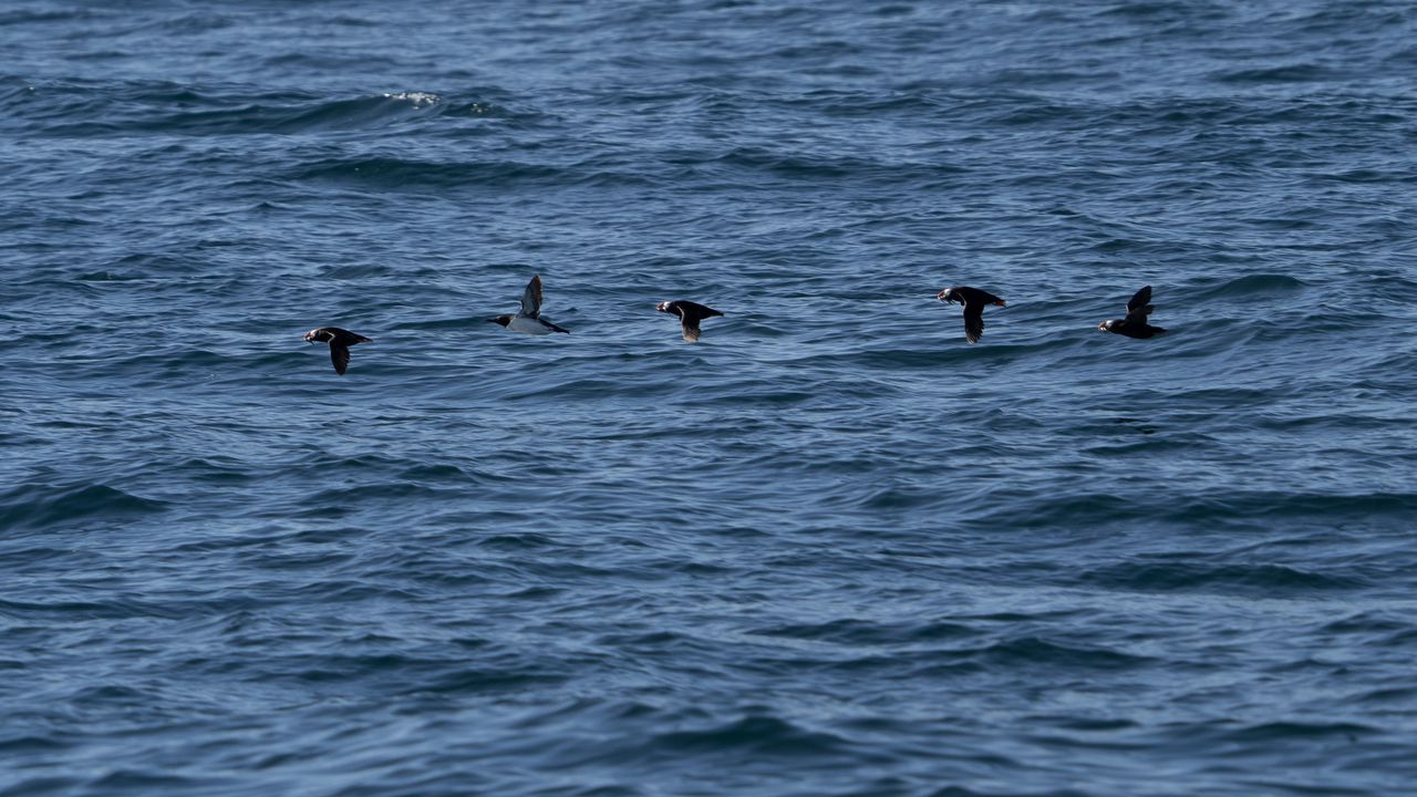 Wallpaper birds, wings, flight, sea