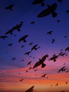 Preview wallpaper birds, wings, flight