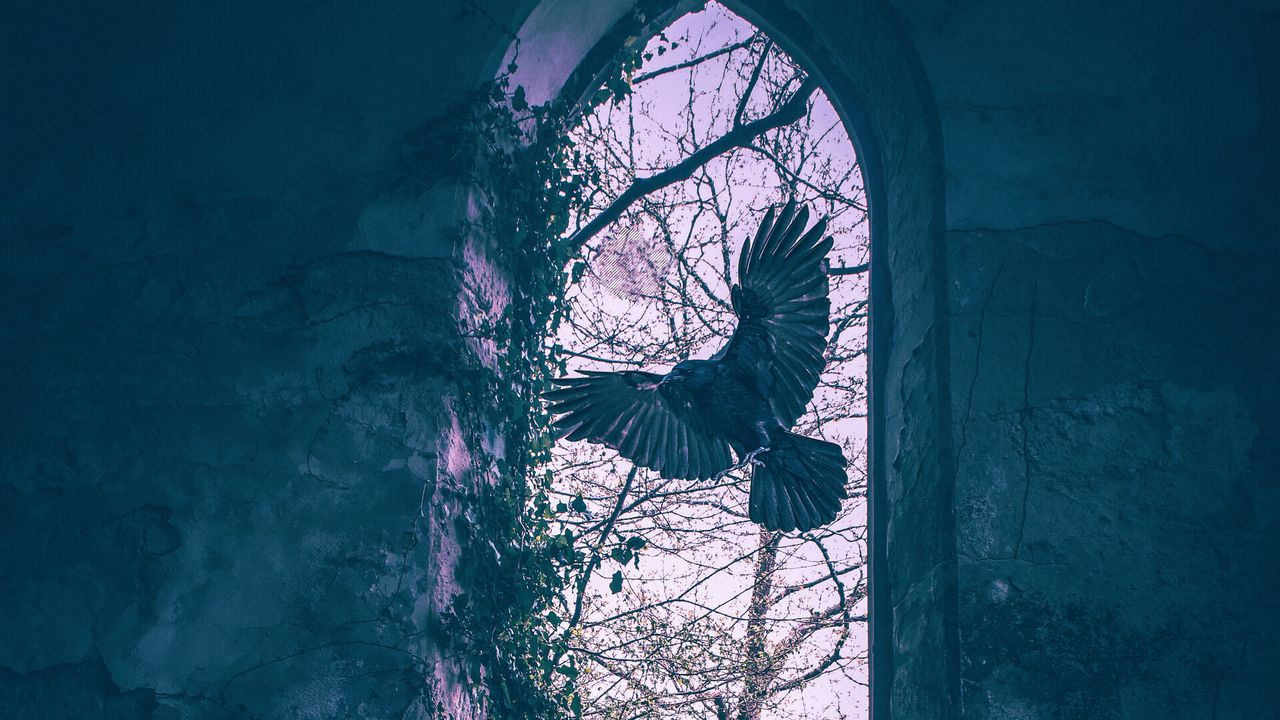 Wallpaper birds, wings, window, building