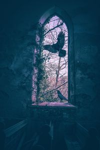 Preview wallpaper birds, wings, window, building