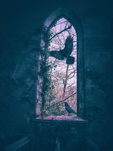 Preview wallpaper birds, wings, window, building