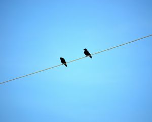 Preview wallpaper birds, wire, sky, ravens, blue background, sit